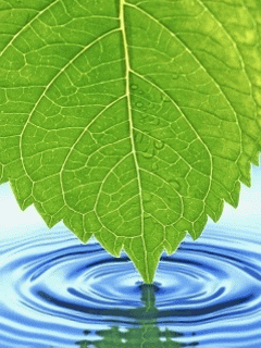 nature.gif